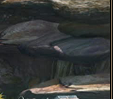 Protect The Summoner 15